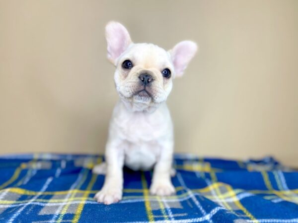 French Bulldog-DOG-Female-Cream-1405-Petland Florence, Kentucky