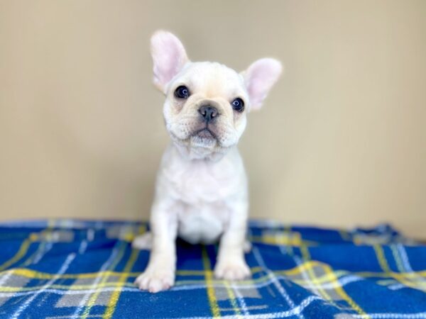 French Bulldog DOG Female Cream 1405 Petland Florence, Kentucky