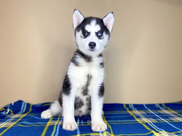 Siberian Husky DOG Female Black / White 1403 Petland Florence, Kentucky