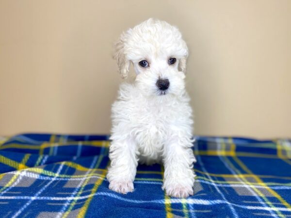 Poodle-DOG-Male-Cream-1400-Petland Florence, Kentucky