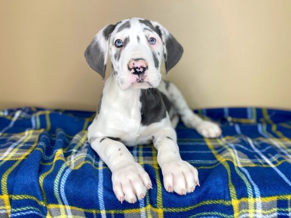 Great Dane DOG Female Blue Harlequin 1415 Petland Florence, Kentucky