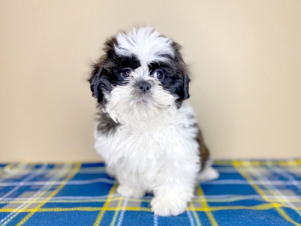 Shih Tzu DOG Male Sable / White 1414 Petland Florence, Kentucky