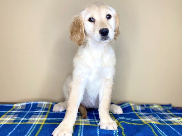 Golden Retriever DOG Female Light Golden 1412 Petland Florence, Kentucky