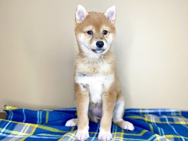 Shiba Inu-DOG-Female-Red Sesame-1410-Petland Florence, Kentucky