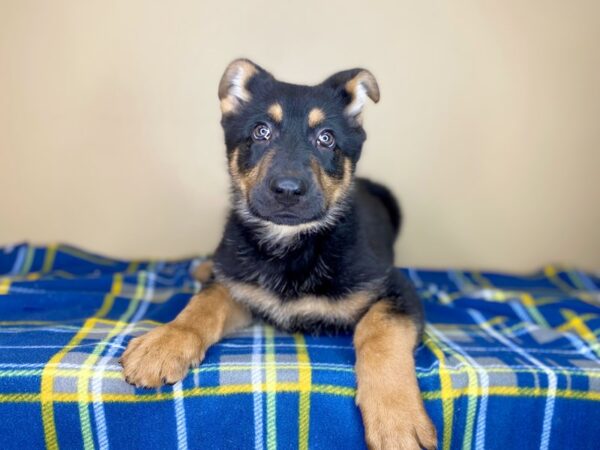 German Shepherd Dog DOG Male Black / Tan 1409 Petland Florence, Kentucky