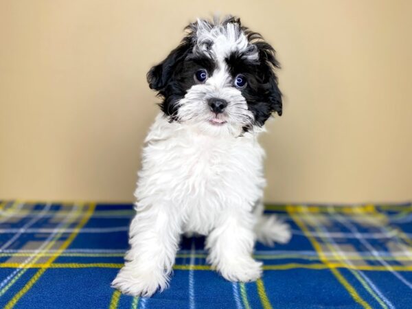 Havanese/Poodle-DOG-Male-Black / White-1418-Petland Florence, Kentucky