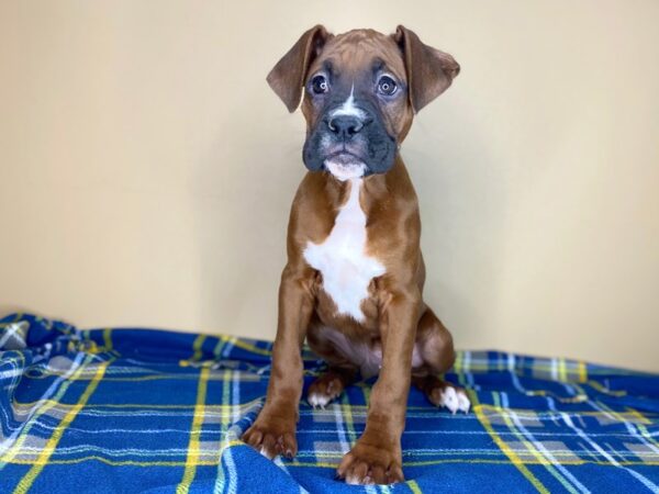 Boxer DOG Male Fawn 1417 Petland Florence, Kentucky