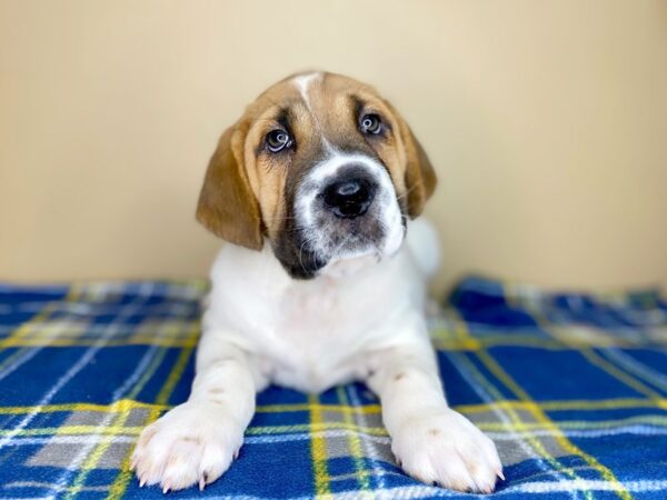 Basset Hound/Shar Pei DOG Female Red 1416 Petland Florence, Kentucky