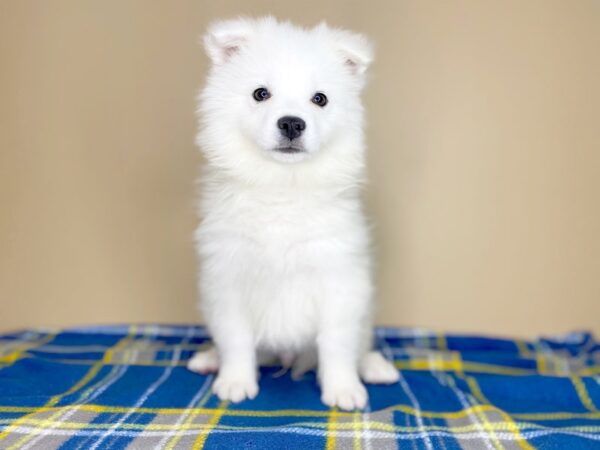 American Eskimo Dog DOG Male White 1406 Petland Florence, Kentucky