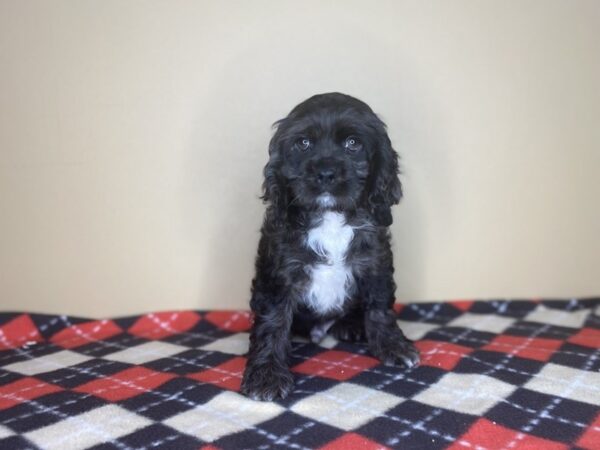 Cocker Spaniel DOG Male Blue Roan 1424 Petland Florence, Kentucky