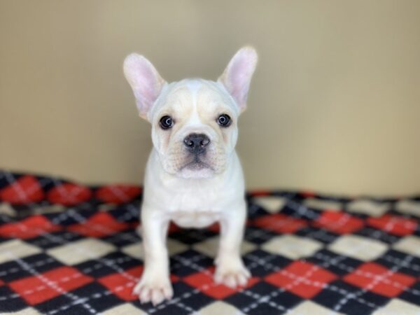 French Bulldog DOG Male Cream 1423 Petland Florence, Kentucky