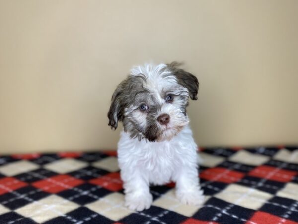 Havanese DOG Female White 1422 Petland Florence, Kentucky