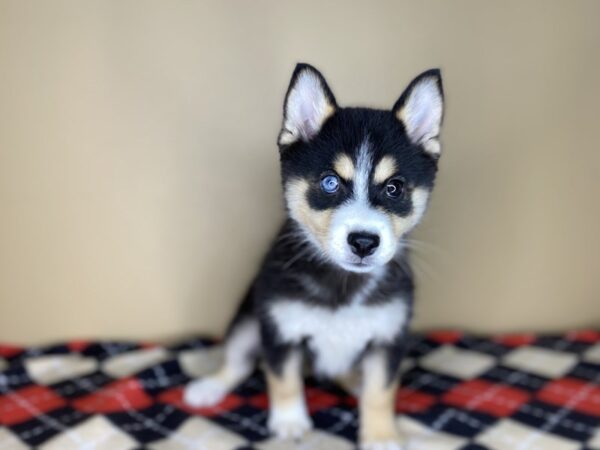 Pomsky DOG Female Black / White 1421 Petland Florence, Kentucky