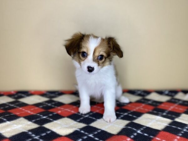 Papillon DOG Male White / Brown 1420 Petland Florence, Kentucky