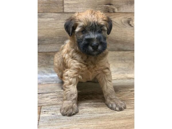 Soft Coated Wheaten Terrier DOG Male Wheaten 1429 Petland Florence, Kentucky