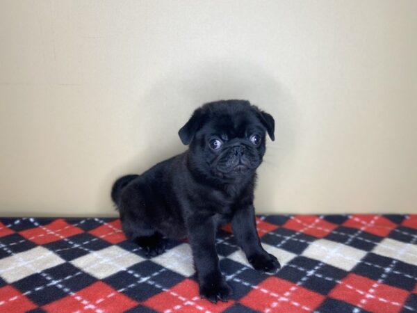 Pug DOG Male Black 1433 Petland Florence, Kentucky