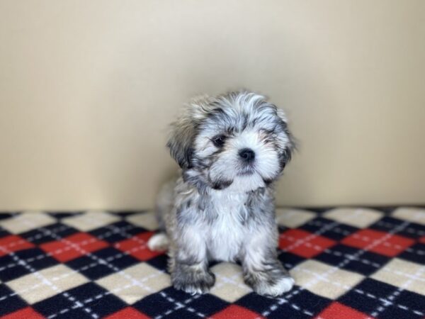 Lhasa Apso-DOG-Female-Gold-1425-Petland Florence, Kentucky