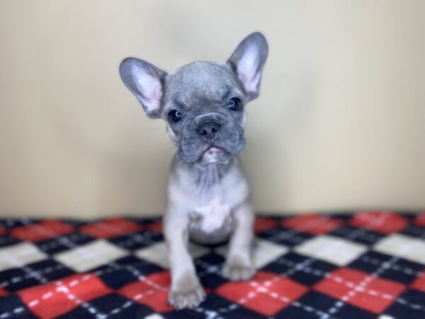French Bulldog-DOG-Male-Blue Fawn-1426-Petland Florence, Kentucky