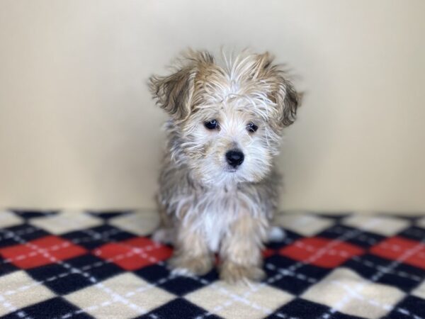 Morkie-DOG-Male-Gold-1428-Petland Florence, Kentucky