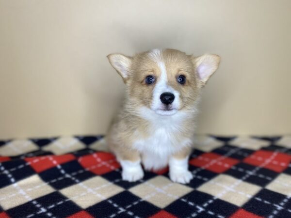 Auggie DOG Male 1430 Petland Florence, Kentucky