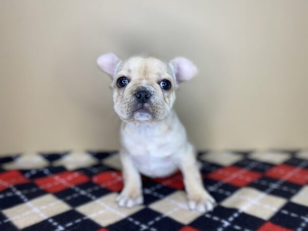 French Bulldog DOG Female cream 1431 Petland Florence, Kentucky