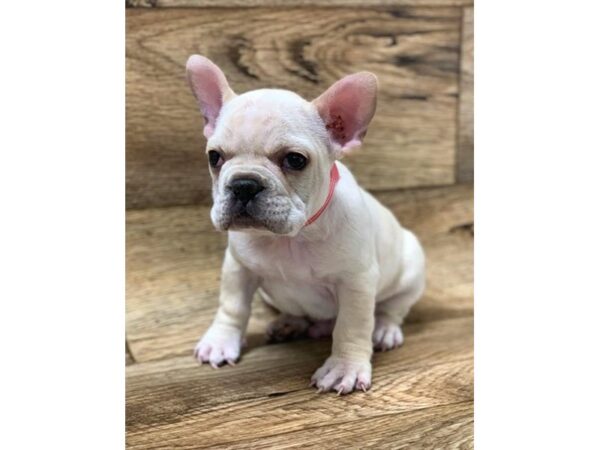French Bulldog-DOG-Male-Cream-1454-Petland Florence, Kentucky