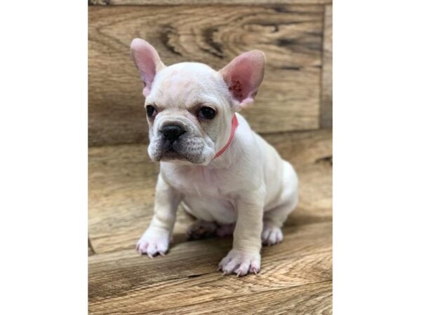 French Bulldog DOG Male Cream 1454 Petland Florence, Kentucky