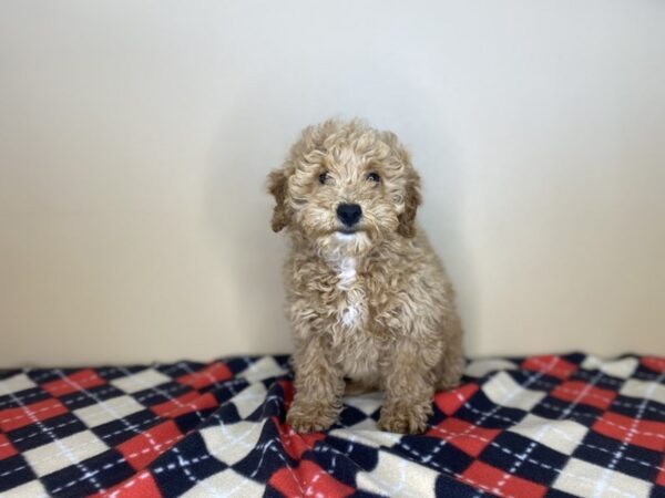 Goldendoodle Mini 2nd Gen DOG Female Apricot 1442 Petland Florence, Kentucky