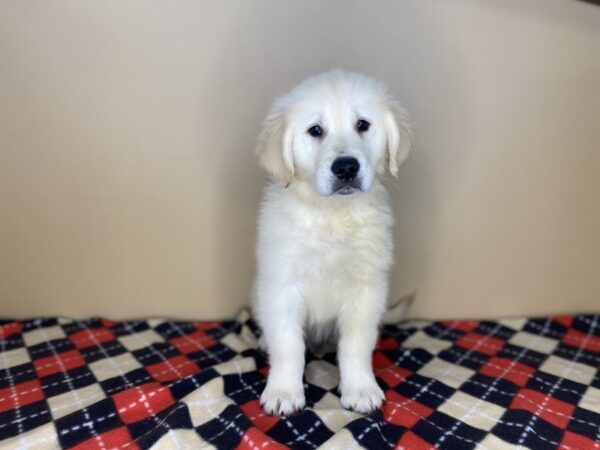 Golden Retriever DOG Male Cream 1441 Petland Florence, Kentucky