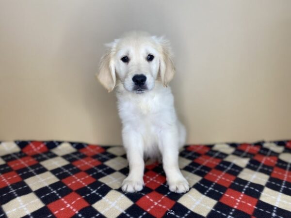 Golden Retriever DOG Female Cream 1440 Petland Florence, Kentucky