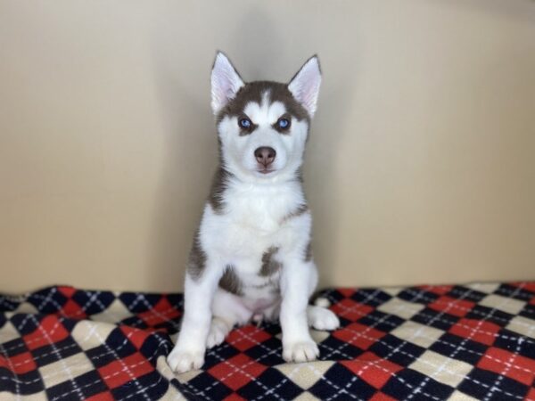 Siberian Husky DOG Female Red / White 1439 Petland Florence, Kentucky