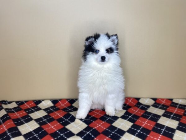 Pomsky 2nd Gen DOG Male White / Black 1438 Petland Florence, Kentucky