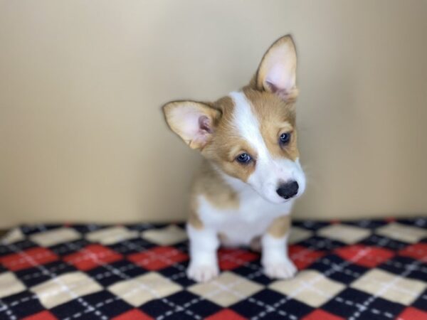 Pembroke Welsh Corgi DOG Female Sable / White 1437 Petland Florence, Kentucky