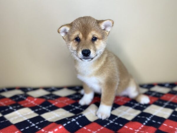 Shiba Inu DOG Male Red Sesame 1436 Petland Florence, Kentucky