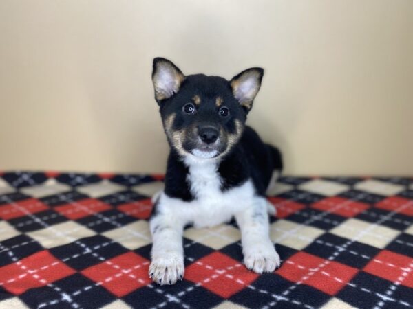 Shiba Inu DOG Female Black Tan / White 1435 Petland Florence, Kentucky