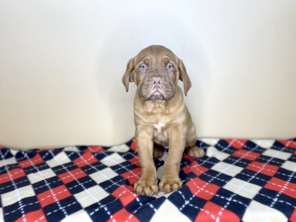 Dogue De Bordeaux-DOG-Female-Red-1434-Petland Florence, Kentucky