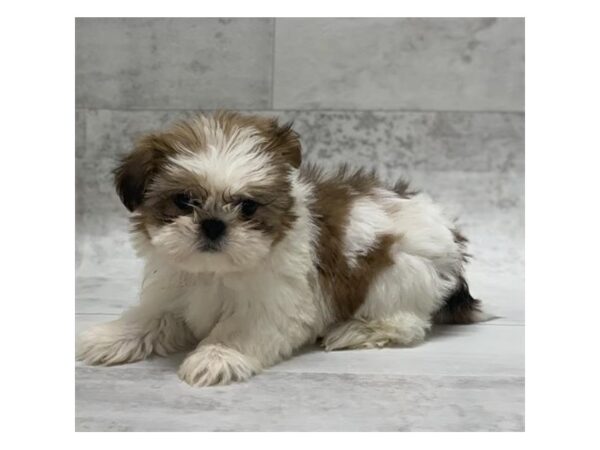 Shih Tzu DOG Female Gold / White 1443 Petland Florence, Kentucky