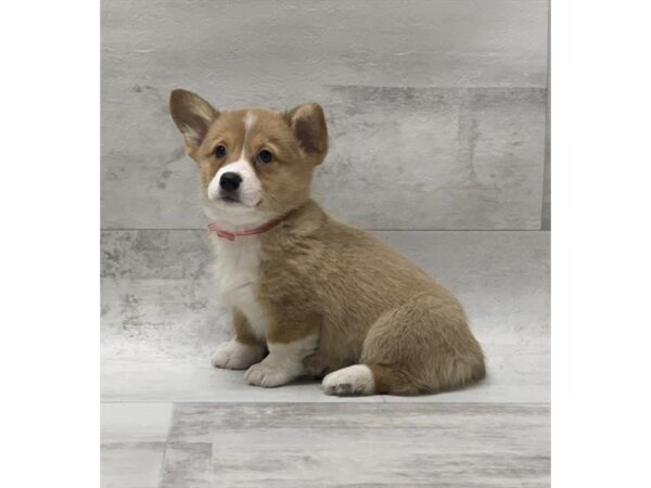 Pembroke Welsh Corgi DOG Female Sable / White 1444 Petland Florence, Kentucky