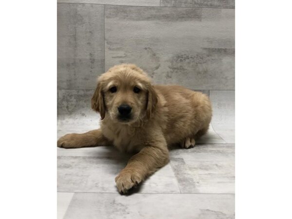 Golden Retriever DOG Male Golden 1445 Petland Florence, Kentucky