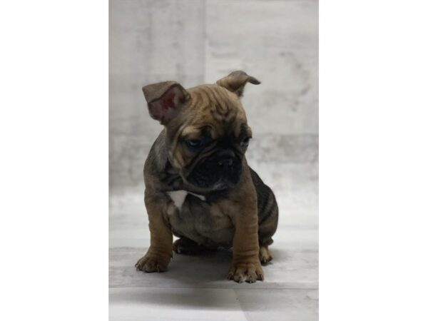 French Bulldog-DOG-Female-Red Sable-1446-Petland Florence, Kentucky