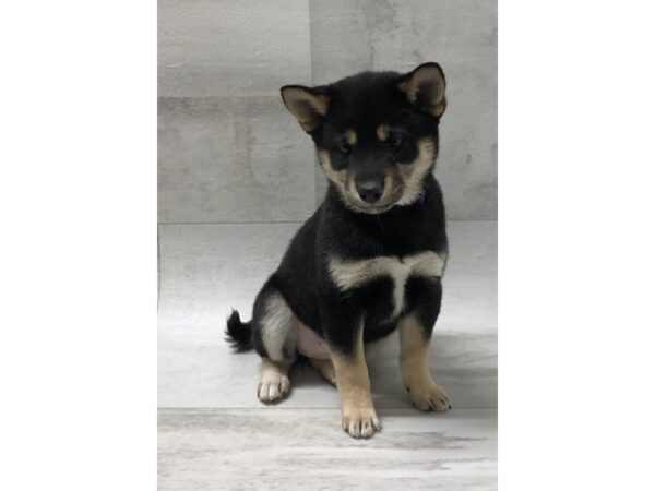 Shiba Inu-DOG-Female-Black Tan / White-1447-Petland Florence, Kentucky