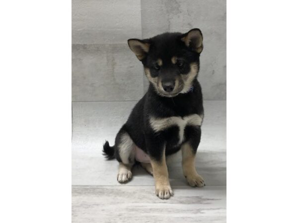 Shiba Inu DOG Female Black Tan / White 1447 Petland Florence, Kentucky