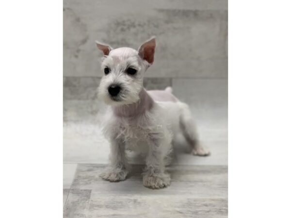 Miniature Schnauzer DOG Male White 1448 Petland Florence, Kentucky