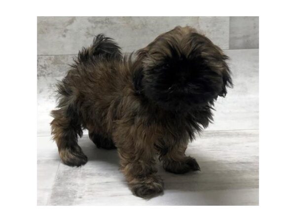 Shih Tzu DOG Male Gold Sable 1449 Petland Florence, Kentucky