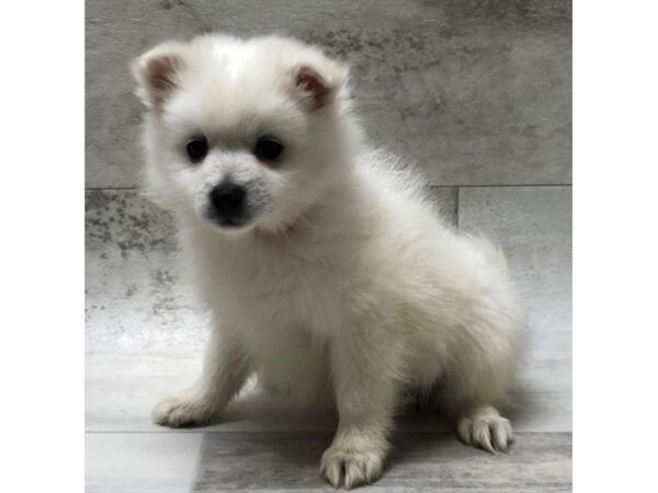 American Eskimo Dog DOG Male White 1450 Petland Florence, Kentucky