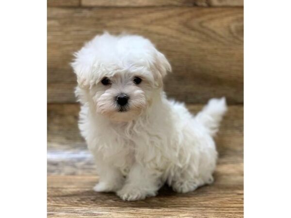 Maltese DOG Male White 1451 Petland Florence, Kentucky