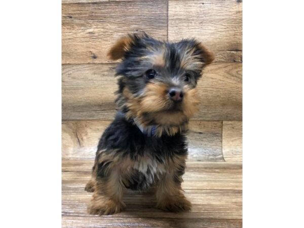 Silky Terrier DOG Female Black / Tan 1452 Petland Florence, Kentucky