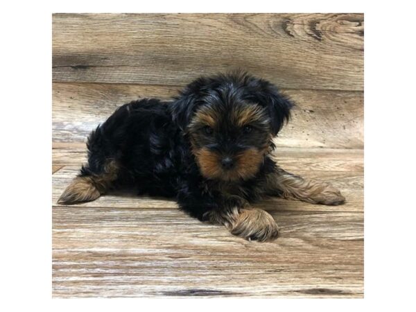 Yorkshire Terrier DOG Male Black / Tan 1453 Petland Florence, Kentucky