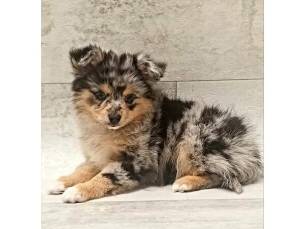 Pomeranian/Toy Australian Shepherd-DOG-Female-Blue Merle-1455-Petland Florence, Kentucky