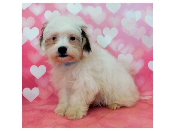 Teddy Bear DOG Male White 1457 Petland Florence, Kentucky